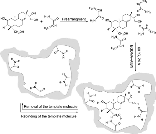 分子印迹聚合物在中药活性成分固相萃取中应用