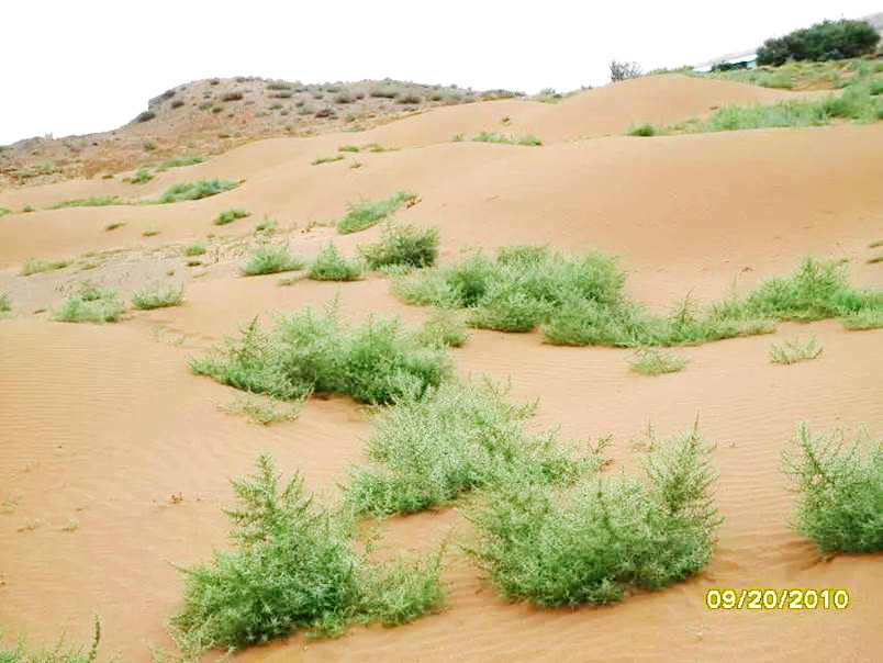 沙蓬特异叶片结构与表皮毛水分调控作用研究获进展